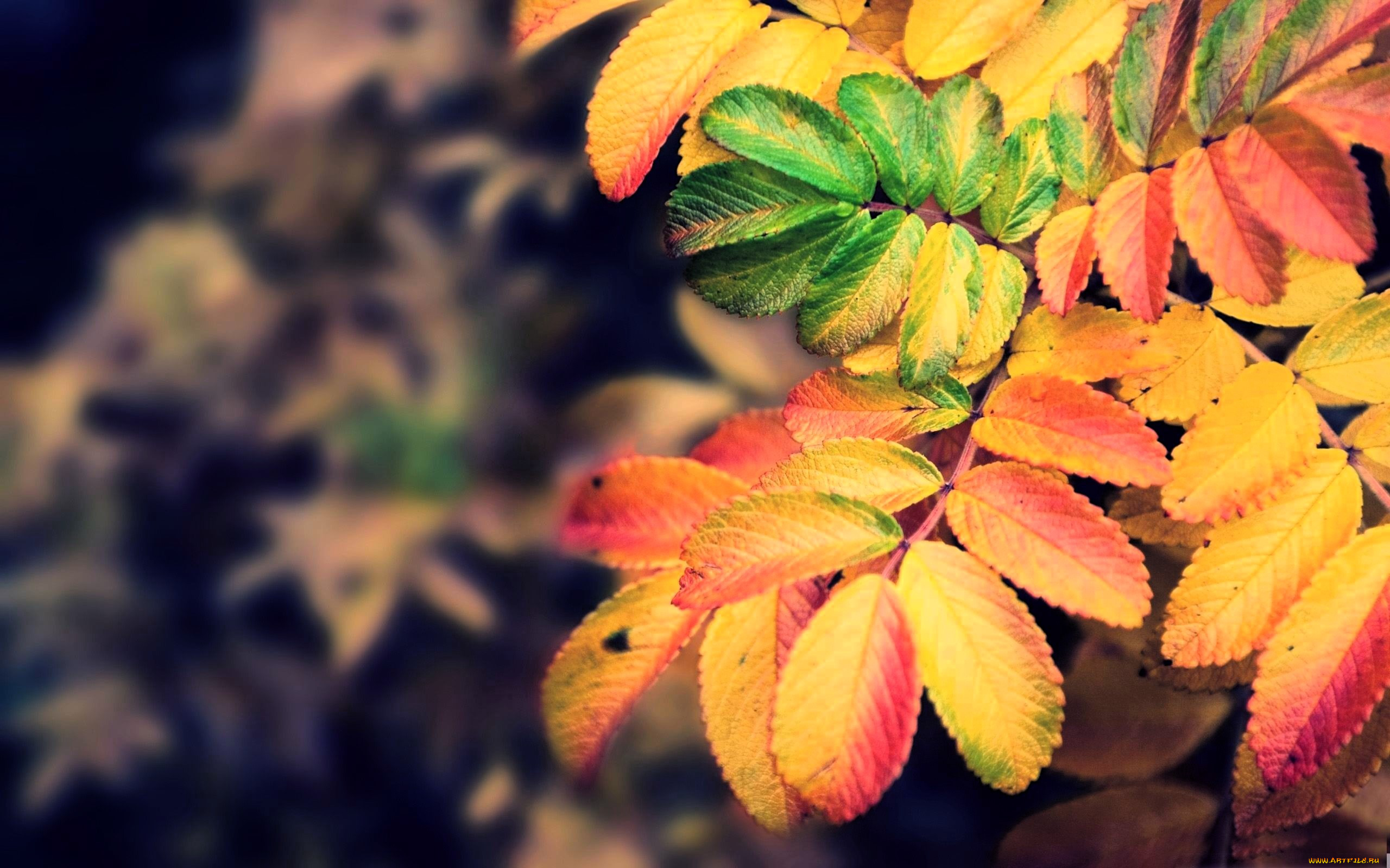 �������, ������, �����, �����